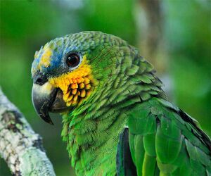 Amazon Papağanı.jpg