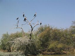 Djoudj Ulusal Kuş Barınağı