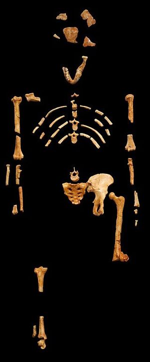 Lucy, bir Australopithecus afarensis iskeleti 24 Kasım 1974'te Etiyopya'nın Afar Bölgesindeki Awash Vadisinde keşfedilmiştir.