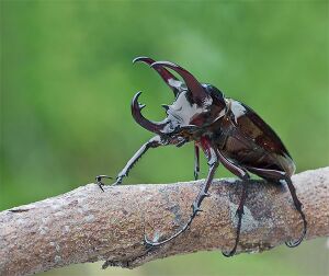 Atlas Böceği
